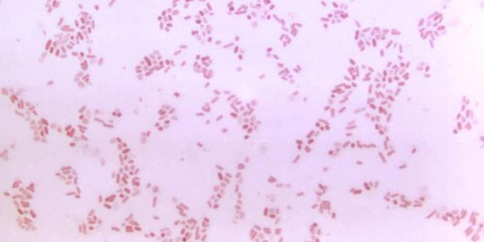 Understanding How Microbes in the Body Function as a Community