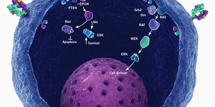 HER2-Targeted Vaccine for Breast Cancer