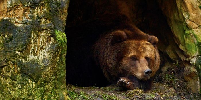Unlocking the Genetic Secrets of Hibernators