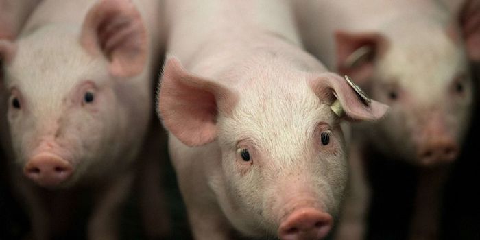 CRISPR/Cas9 Gene Editing in Pigs to Solve Organ Shortage?
