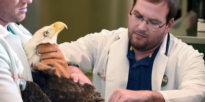 Two Bald Eagles Are Euthanized After Being Found with Gunshot Wounds