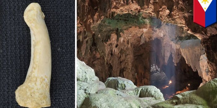 Do Humans Have a Long-lost Relative?