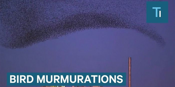 Everything You Need to Know About Murmurations