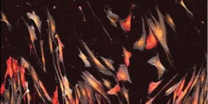 3D Hydrogel Advances Drug Discovery