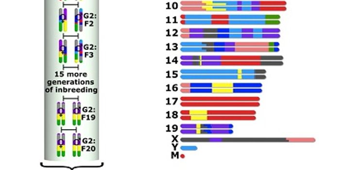 Mammals Are More Like Their Dads, Genetically Speaking