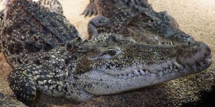 Sweden to Assist Cuba in Preserving Crocodile Species