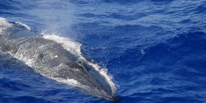 Gulf of Mexico Bryde's Whale Now Recognized by the NOAA as Endangered