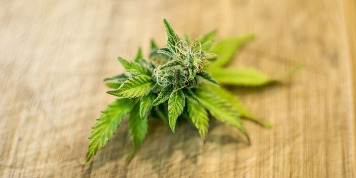 Older Adults Use Cannabis for Common Health Problems