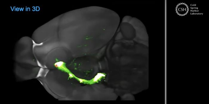 Reward and Punishment Take Similar Paths in the Mouse Brain