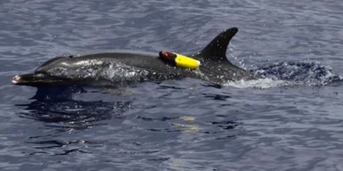 Dolphins and Whales Switch Echolocation Technique with Proximity