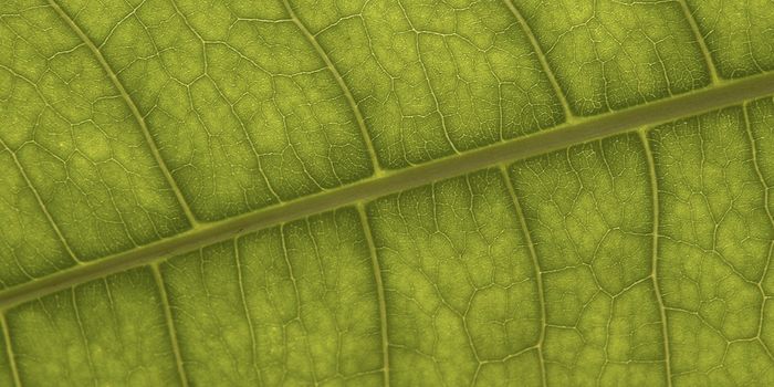 Plant Hormone Auxin Helps Orient Growth of Plant Veins