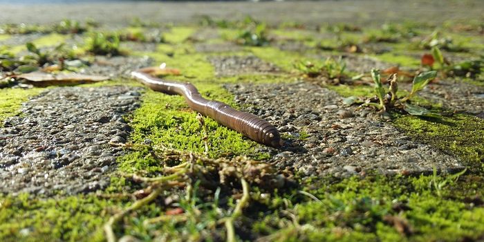 Earthworms all over the world