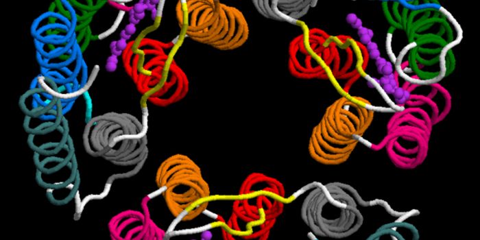 3D Movie Confirms Workings of Proton Pump