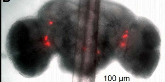 Quasimodo & the Mechanism of the Circadian Clock