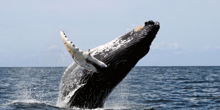 Humpback Whales Make a Comeback in Many Regions Around the World