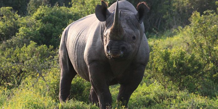 Comparison of 240 Mammalian Genomes Reveals Many Unique & Shared Features