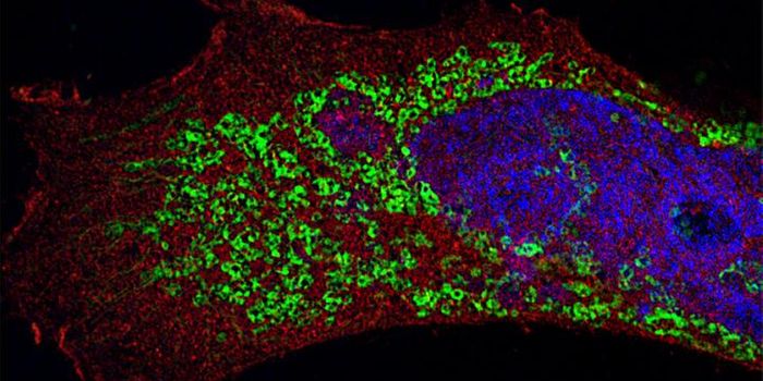 Durability of "Immune Checkpoint" Proves Vital for Antiviral Response