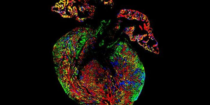 Glowing Proteins Help Scientists Learn from the Embryonic Heart