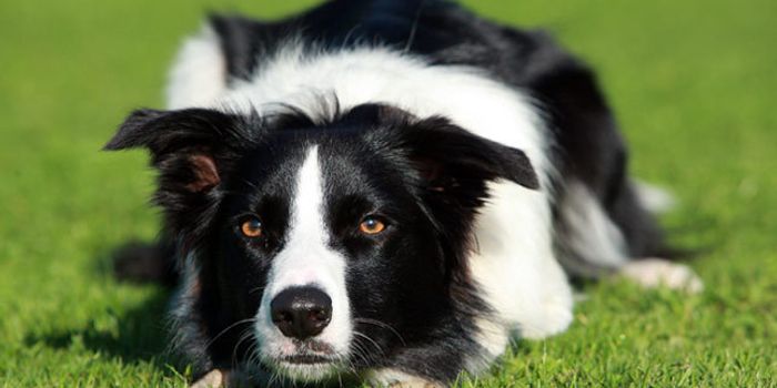 New Research Suggests Higher Impulsivity in Some Dog Breeds