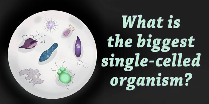 What is the Biggest Single-Celled Organism?