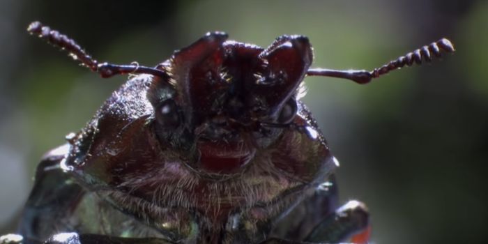 This Beetle Climbs Tall Trees to Toss Others Over the Edge