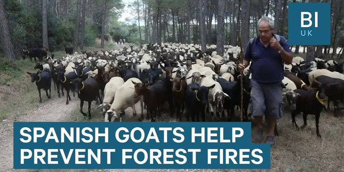 Send in the Goats!