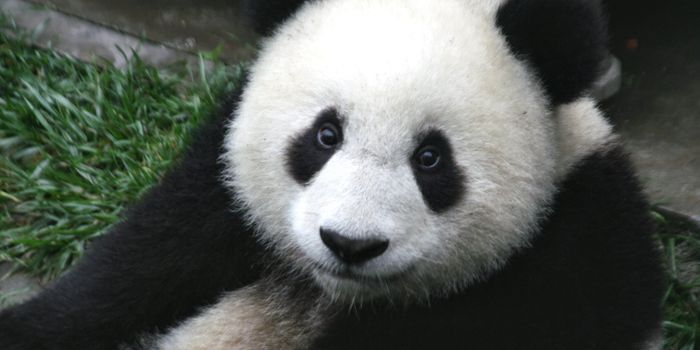 IUCN: Giant Pandas Are No Longer Considered Endangered