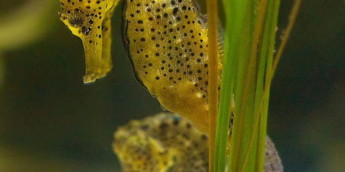 Do Seahorses Have the Fastest Evolving Genomes?
