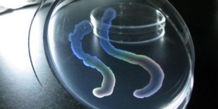 Newly ID'ed Bacterium Has a Multicellular Form, May be a Missing Link