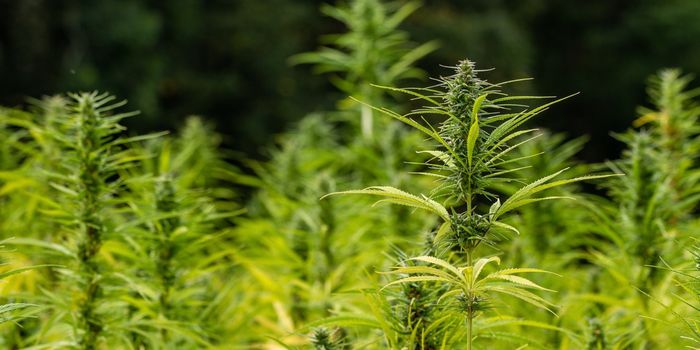 Heavy Metal Contamination in Cannabis