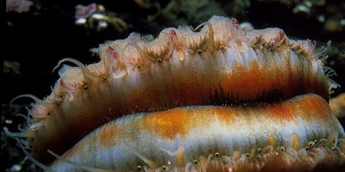 California's mud is hiding an ancient ecosystem