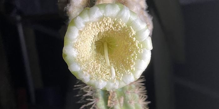 Key Largo Tree Cactus is the USA's First Extinction Due to Sea Level Rise