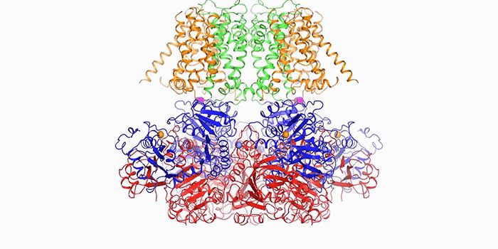 Complete BK Potassium Channel Structure Unveiled by Cryo-EM
