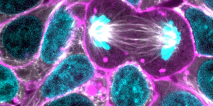 Allen Institute Announces Public Release of Fluorescent Stem Cell Lines