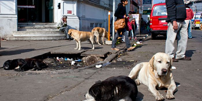 "Immunological Castration" of Growing Dog Population in Chile