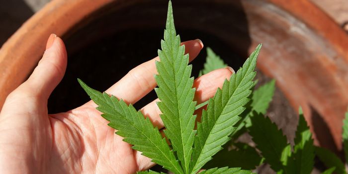 Marijuana May or May Not Actually Help with Pain