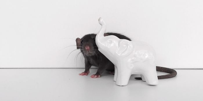 Rats play hide-and-seek, and jump for joy when they win