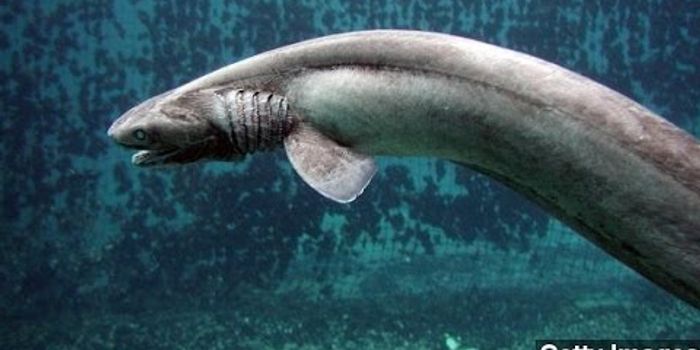 Marine Life Catalog Adds 1,400-Plus New Species