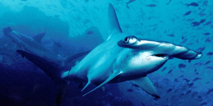 These Sharks Stay Warm on Deep Dives, But How?