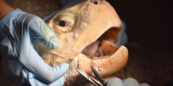Sea Turtle Re-released Into Wild After Having a 4-Foot Fishing Line Removed From Intestines