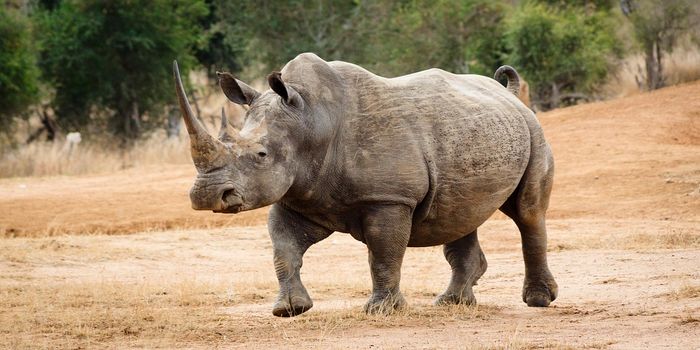 A Strong Message Gets Delivered to Rhino Poachers