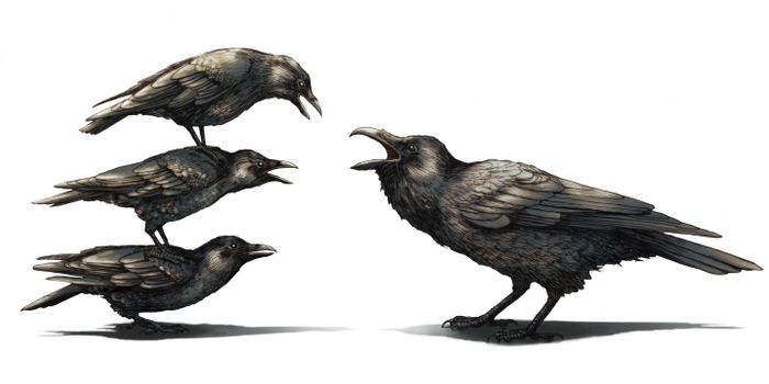 Crows Found to Instigate Fights with Ravens