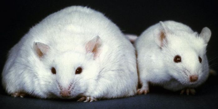 Microbes Make Anti-Obesity Molecule