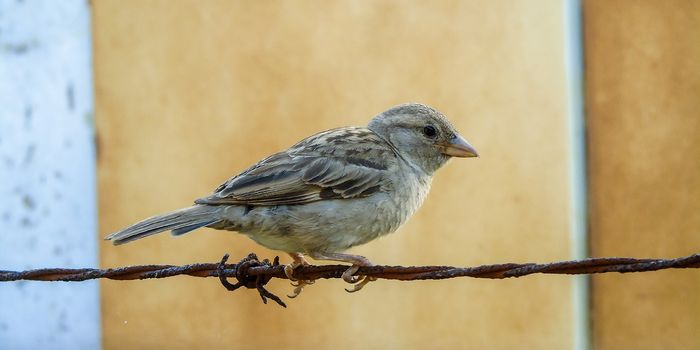 The Unusual Microbiomes of Bats and Birds