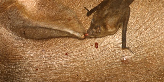 Brazil's feral pigs spur vampire bat boom, spreading rabies