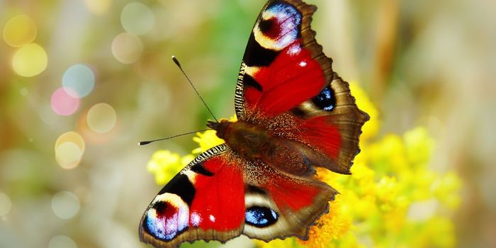 Nature-Inspired Nanotech