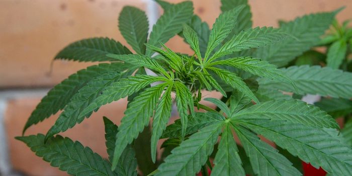 CBD Eases Anxiety without THC's Side Effect Risks