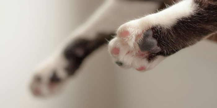 Cat Scratch Bacteria Linked to Higher Incidence of Psychosis