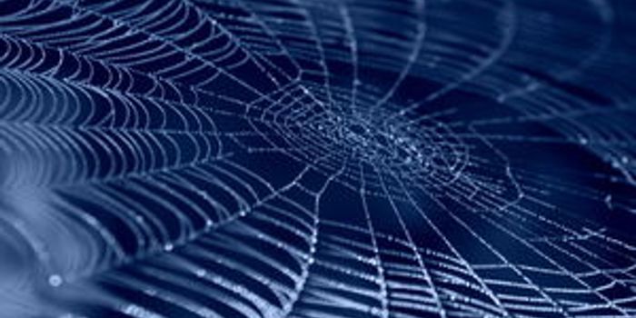 Antibiotic Synthetic Spider Silk Might be Coming to a Hospital Near You