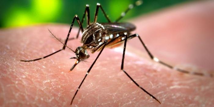 Killing Dengue and Zika Virus With One Stone